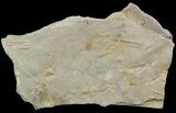 Cruziana (Fossil Trilobite Trackway) - Morocco #49201-1